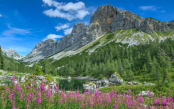 Triglav National Park, Julian Alps, Slovenia, sky, flowers, mountain, clouds, landscape, pond HD wallpaper