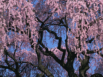 Nature beauty landscapes, beauty, flower HD wallpaper
