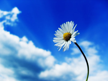 Plants, Flowers, Camomile HD wallpaper