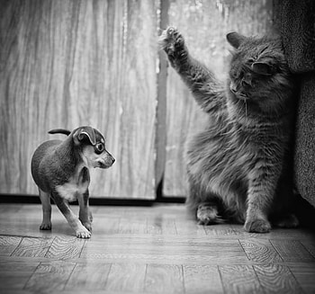Go away!, dog, cat, go, black and white HD wallpaper