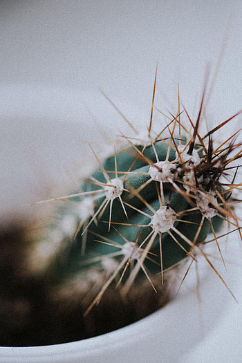 Needle, Plant, Macro, Blur, Smooth, Cactus HD phone wallpaper