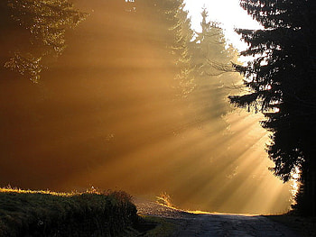 Fan of gold, rays, morning, sunlight, ground, gold, tree HD wallpaper