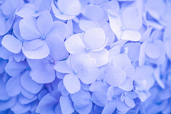 Purple Flowers Minimal , flowers HD wallpaper