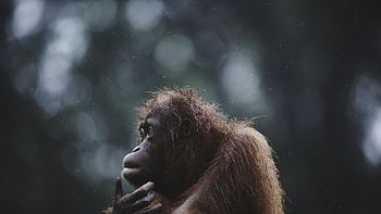Orangutan, Malaysian wildlife, National Geographic, Traveler's treasure HD wallpaper