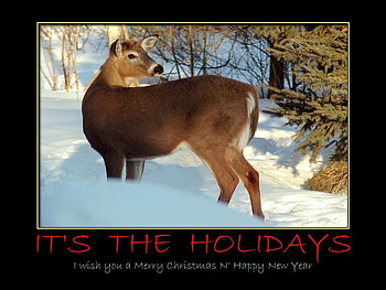 It's the Holidays, cold, trees, deer, snow HD wallpaper