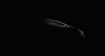 Dark, Minimalism, Branch, Leaflet HD wallpaper