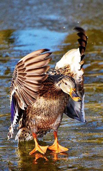 Mallard duck in flight, Wings in motion, for 6, Plush high definition HD phone wallpaper