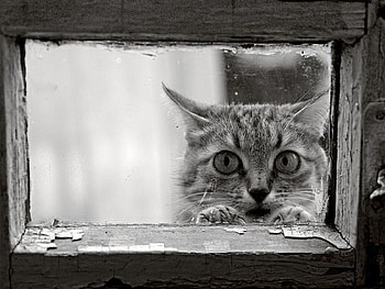 Animals, Wood, Wooden, Cat, Muzzle, Glass, Bw, Chb, Frame HD wallpaper