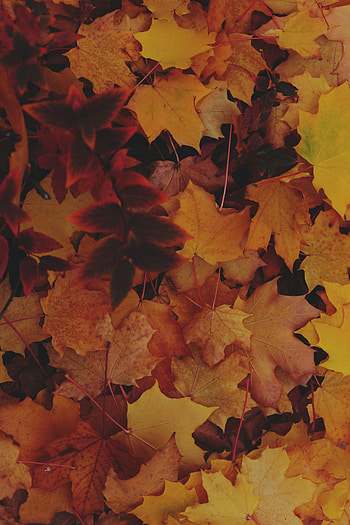Autumn, Leaves, Macro, Fallen Foliage, Fallen Leaves HD phone wallpaper