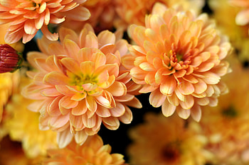 Versatile chrysanthemums, Nature's wonder, Vibrant garden display, Charming floral varieties HD wallpaper