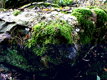 Dragon head, fantasy, dragon, nature, Abstact, forest, stones HD wallpaper