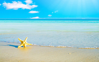 Sea star , Beach-themed backgrounds, Oceanic artwork, Marine life-inspired illustrations HD wallpaper
