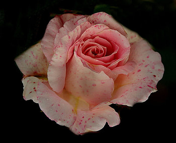 a speckled rose, speckled, pink, nature, flower HD wallpaper