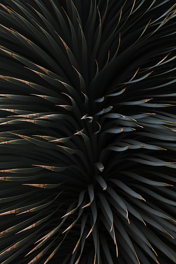 Leaves, Plant, Macro, Branches, Barbed, Spiny HD phone wallpaper