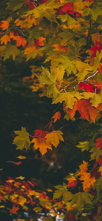 Maple tree, Close-up , Stunning , background HD phone wallpaper