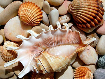 SHELLS, ROCKS, NATURE HD wallpaper