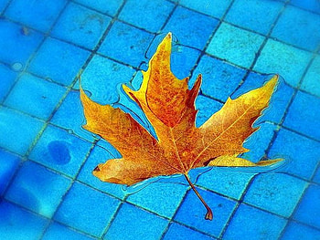 Autumn Leaf, cool, autumn, leaf HD wallpaper