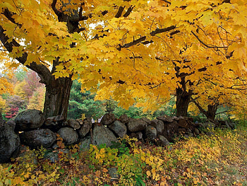 Nature, Trees, Stones, Autumn, Maple HD wallpaper