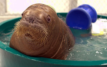 Animals, Young, Joey, Bathing, Walrus HD wallpaper