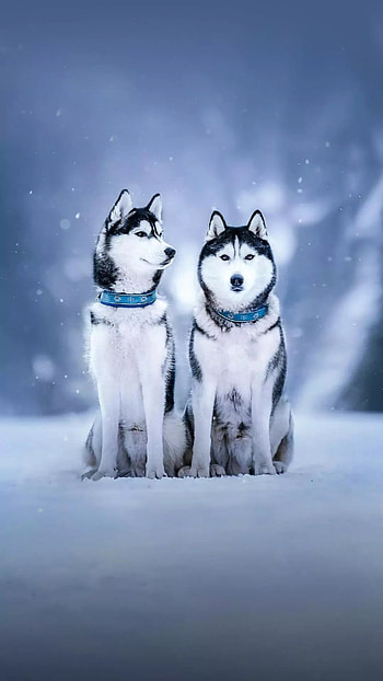 Cute Huskeys, huskey HD phone wallpaper