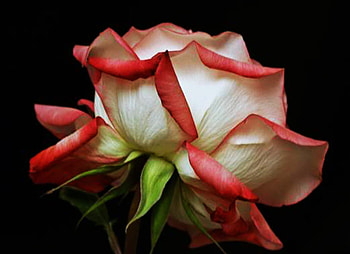 Rose, colors, nature, flowers, roses HD wallpaper
