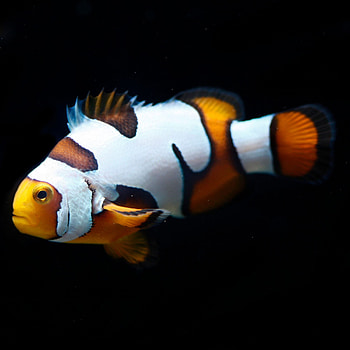 Clownfish, Ideas, Saltwater, Reef HD phone wallpaper