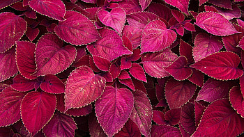 Perilla, Leaves HD wallpaper