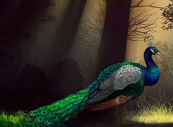 Peacock , Huawei S7-301W MediaPad, Vibrant design, Striking visuals HD wallpaper