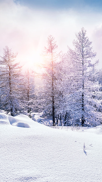 Frosted Dawn — Winter Nature , nature, winter HD phone wallpaper