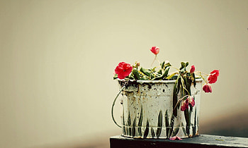 Flowers, Bucket, Drooped, Poikli HD wallpaper