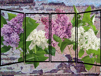 LILACS AT THE WINDOW, LILACS, FLOWERS, WHITE, PURPLE HD wallpaper