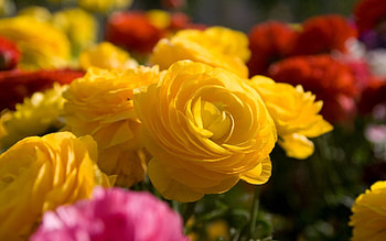 Flowers, Roses, Disbanded, Loose, Garden, Different HD wallpaper