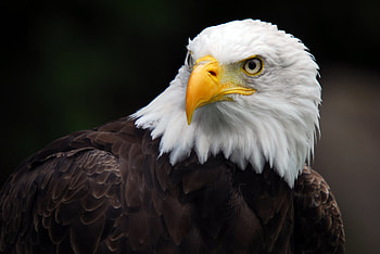 Bald, Eagle, Background HD wallpaper