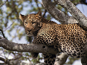 Animals, Leopards HD wallpaper