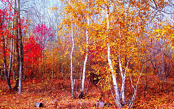 Landscape, Trees, Autumn HD wallpaper