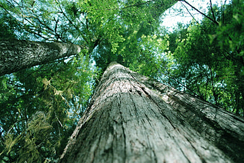 Cedar Tree, , Heiltsuk Nation HD wallpaper