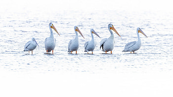 Pelican, animal, birds, bird HD wallpaper