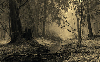 *** Cold autumn ***, cold, autumn, nature, fall HD wallpaper