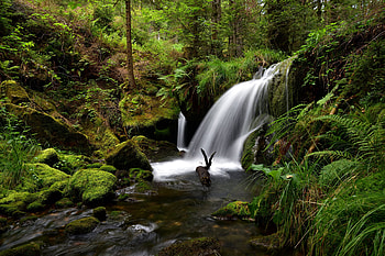 Waterfall, Nature, water, moss HD wallpaper