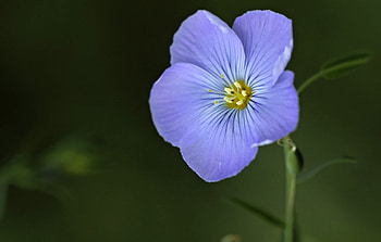 Flower, nature, amazing, one HD wallpaper