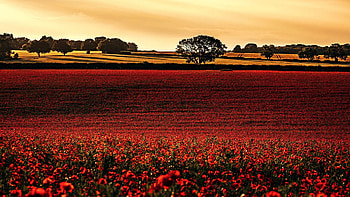 A field in England, poppies, wildflowers, trees, landscape, sky, sunset HD wallpaper