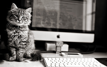 Animals, Cats HD wallpaper