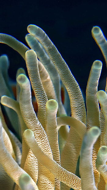 Animal ocean sea, Coral nature, , Underwater HD phone wallpaper