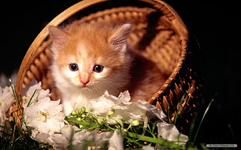 Cat in basket, sweet, animal, kitten, flower, cat HD wallpaper