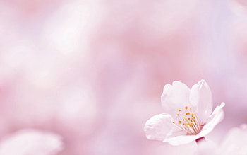 Flower, Macro, Glare, Bloom, Flowering, Spring, Greased, Smeared HD wallpaper