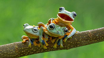Frogs, Family HD wallpaper