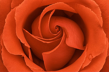 swirl, delecate, plants, soft, nice, rose, pretty, petals, blossoms, bud, nature, flowers, elegance, blooms HD wallpaper