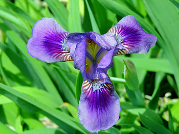 Iris Beauty, graphy, Leaves, Beautiful, Iris, Nature, Flower HD wallpaper
