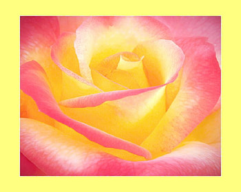 purely sweet, delecate, plants, soft, nice, rose, pretty, petals, blossoms, bud, nature, flowers, elegance, blooms HD wallpaper