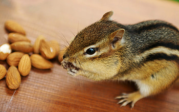 Cute Squirrel, animal, nuts, eating, squirrel HD wallpaper
